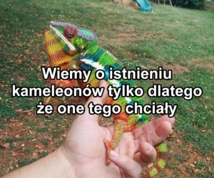 Miło z ich strony, śliczne są