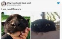 Kotek to kotek
