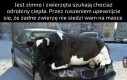 Szczególnie krowa
