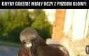 Gdyby gołębie miały oczy z przodu głowy