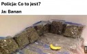 Nielegalna plantacja bananów