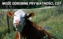 Może odrobinę prywatności, co?