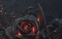 Róża po pożarze