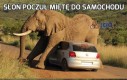 Słoń poczuł miętę do samochodu