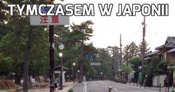 Tymczasem W Japonii Jejapl