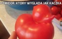 Pomidor, który wygląda jak kaczka