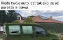 Albo po prostu próbuje wtopić się w tło