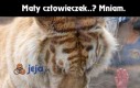 Biedny, głodny tygrys