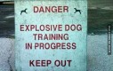 Uwaga, wybuchające psy