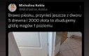 Piesek pozyskuje surowce