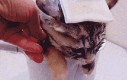 Ciepła kąpiel dla koteła