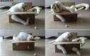 Kot, karton i papierowa kulka