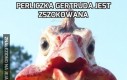 Perliczka Gertruda jest zszokowana