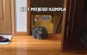 Kot mojego kumpla