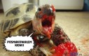 Mój żółw jest psychopatą