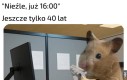 Zleci