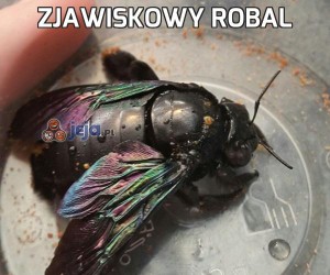 Ta Fryzura Coś Mi Przypomina Jejapl