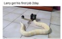 Przedsiębiorczy wąż