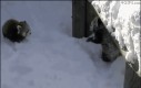 Czerwone pandy pierwszy raz widzą śnieg