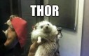 Thor przybył