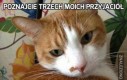 Poznajcie trzech moich przyjaciół
