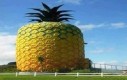 Największy ananas na świecie