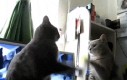 Pełna synchronizacja kotełów
