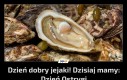 Dzień dobry jejaki! Dzisiaj mamy: Dzień Ostrygi