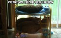 Piętrowe łóżko dla kotów
