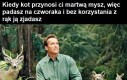 Dzięki, kitku