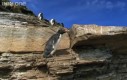 Pingwini parkour