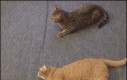 Leniwy kot próbuje pomóc
