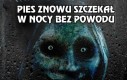 Pies szczekał bez powodu? Czy aby na pewno?