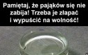 Nie zabijaj pająków