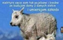 Kozy są fajne