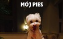 Mój pies