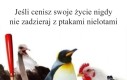 Są najbardziej temperamentne