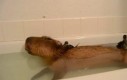 Kapibara drzemie w wannie z kaczuszkami
