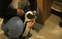Pingwin tresowany