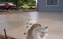 Kocie ślady na betonie