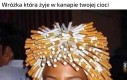Wróżka Petuszka