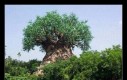 Sztuka z baobabu