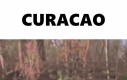 CURACAO
