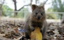 Fotogeniczny wombat