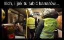 I jak tu lubić kanarów...