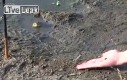 Jak zwabić żabę