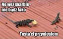 Gadzie problemy