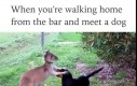 Kiedy wracasz z baru i spotkasz psa