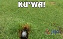 Ku*wa!