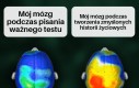 No dawaj, mózgu!